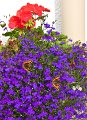 butterflies on lobelia